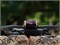 Нейтральный фильтр ND для DJI Avata 2 (Freewell) 1673864022