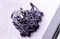 Фотополимерная смола Gorky Liquid Model FL Black черная (1кг) 328941593